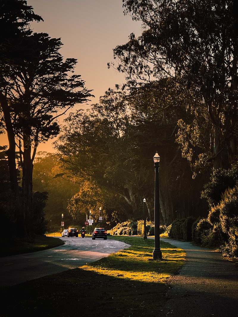 Golden light on a path through the Presidio