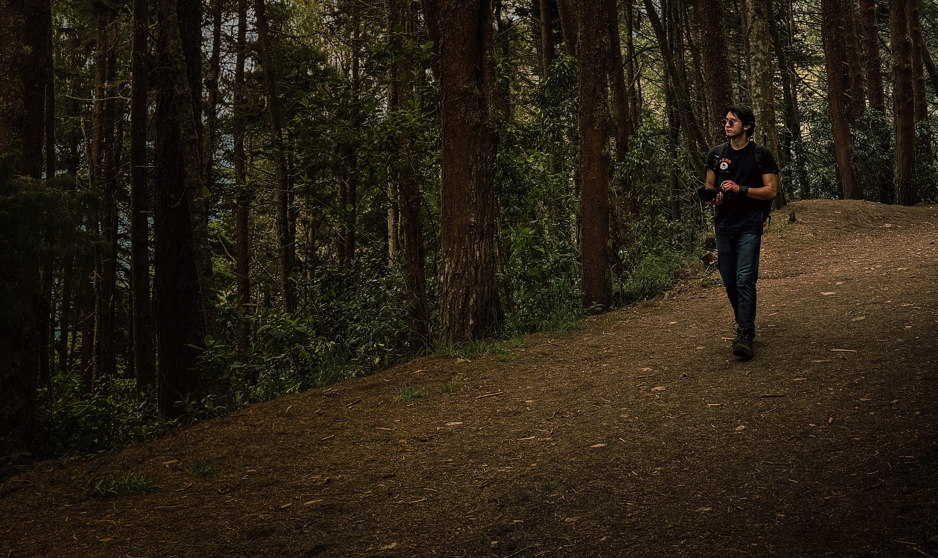 Walking a path through the pine forest with a camera