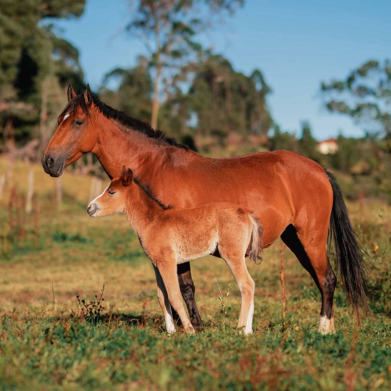 A mare and her foal in the field