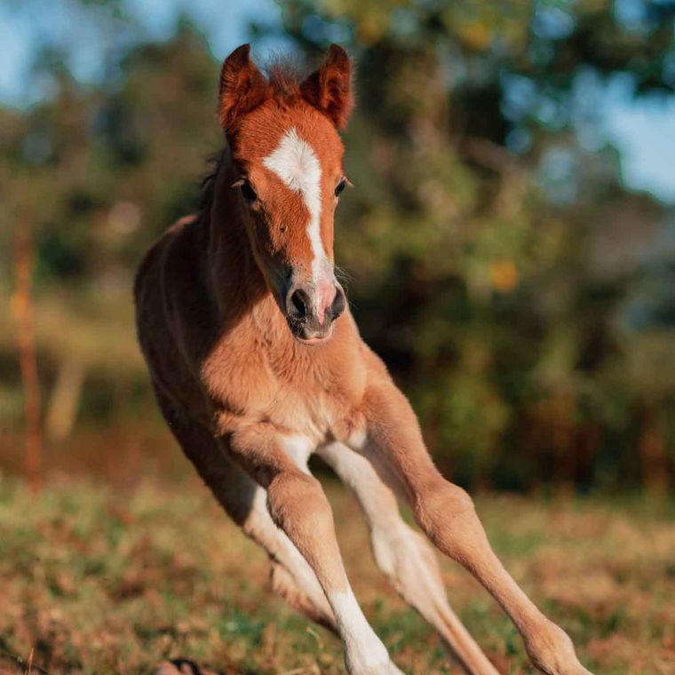 The foal running