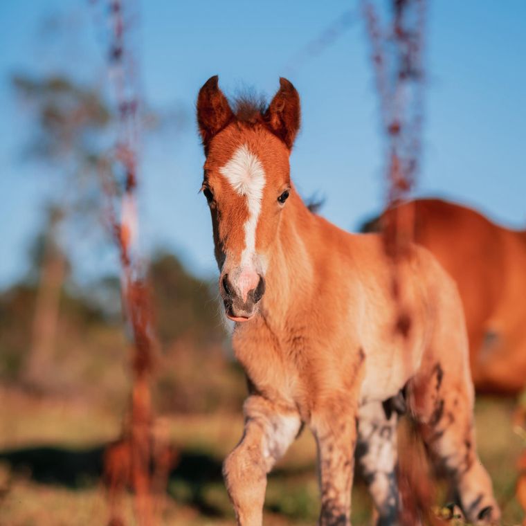 The foal against the fence