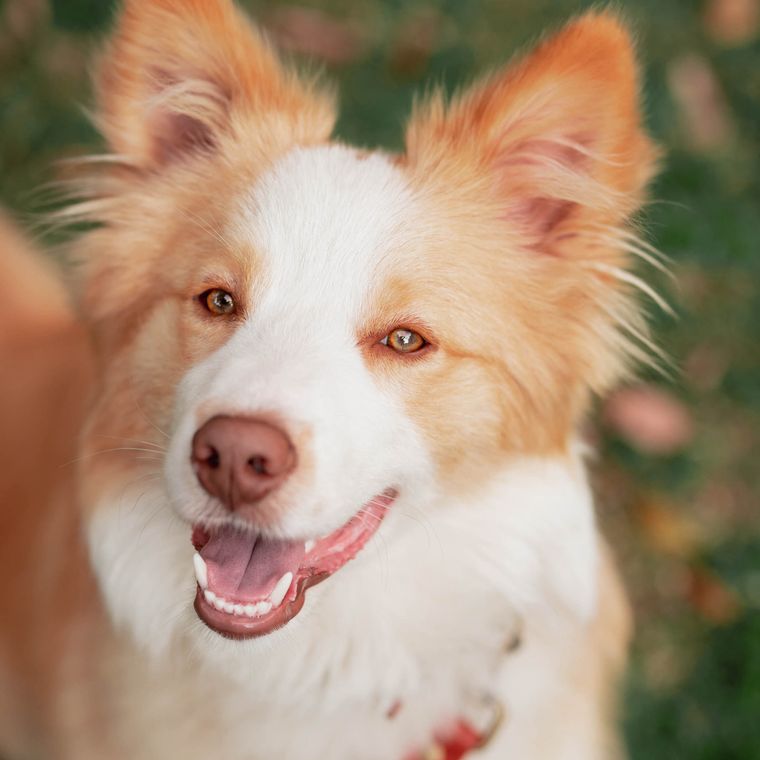 A border collie in the park