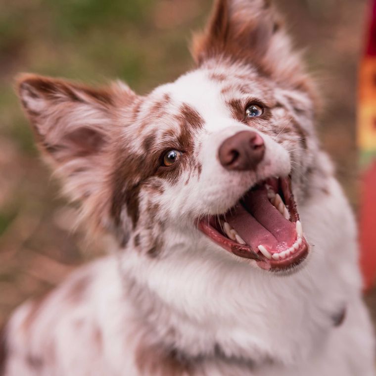 An aussie laughing