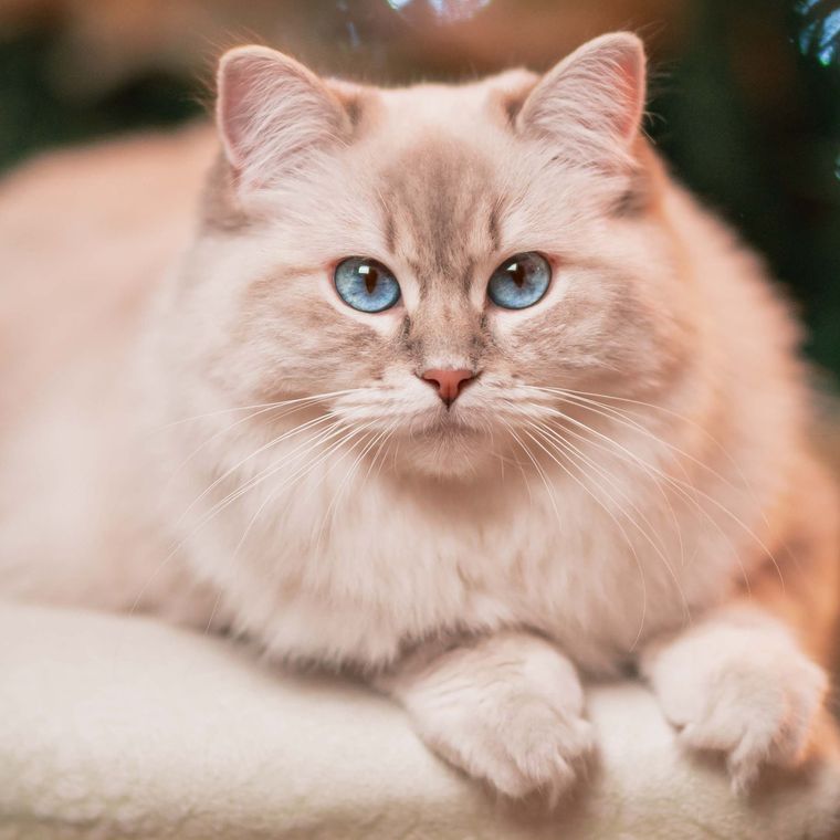 A cat on the armchair