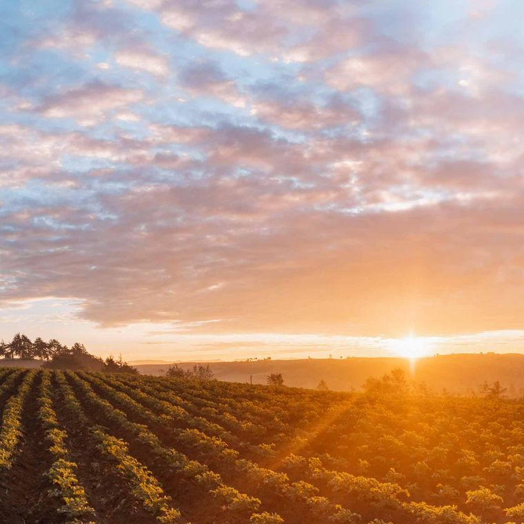Coffee rows at sunrise